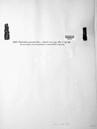 Tubercularia granulata image